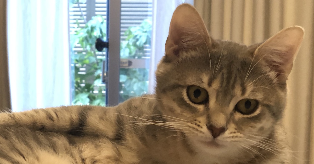 うちの猫レオくん