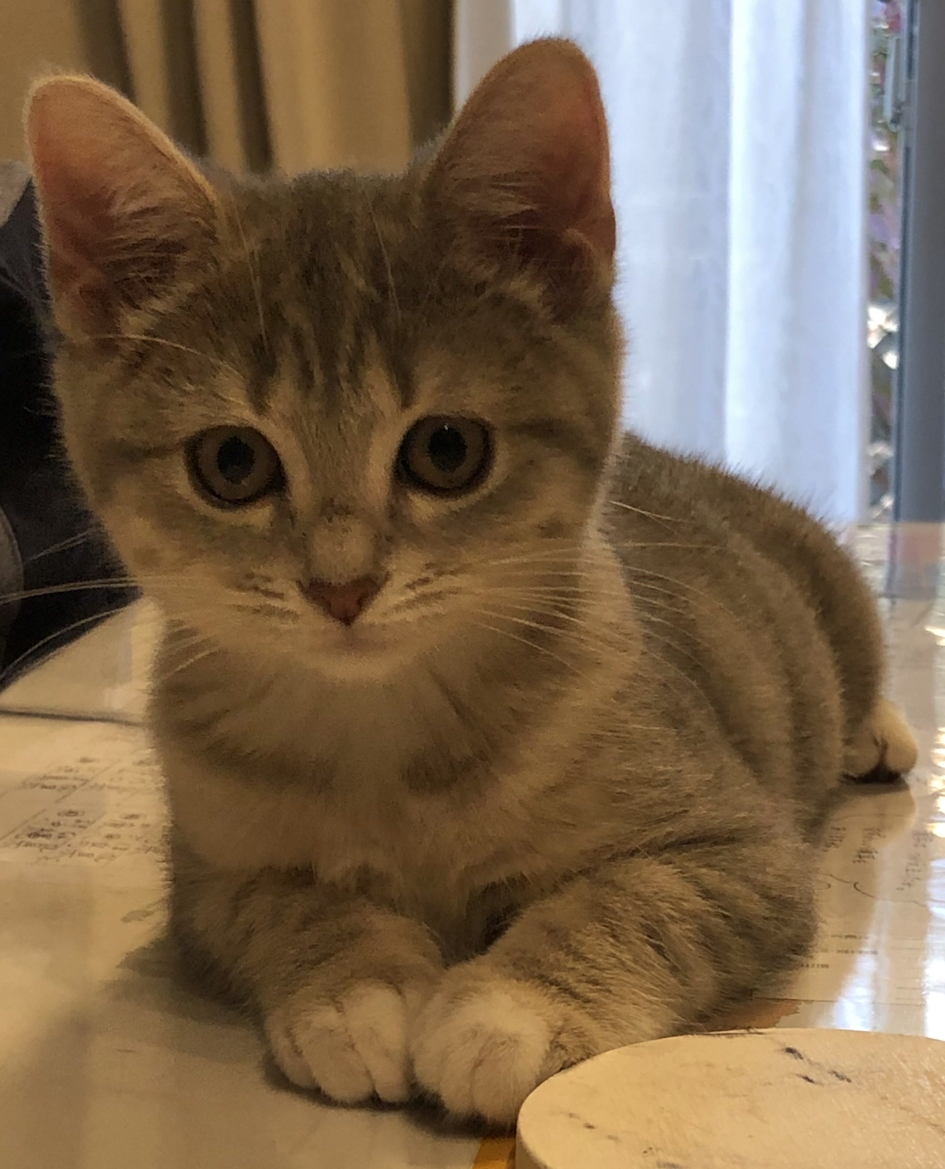 幼いころの猫