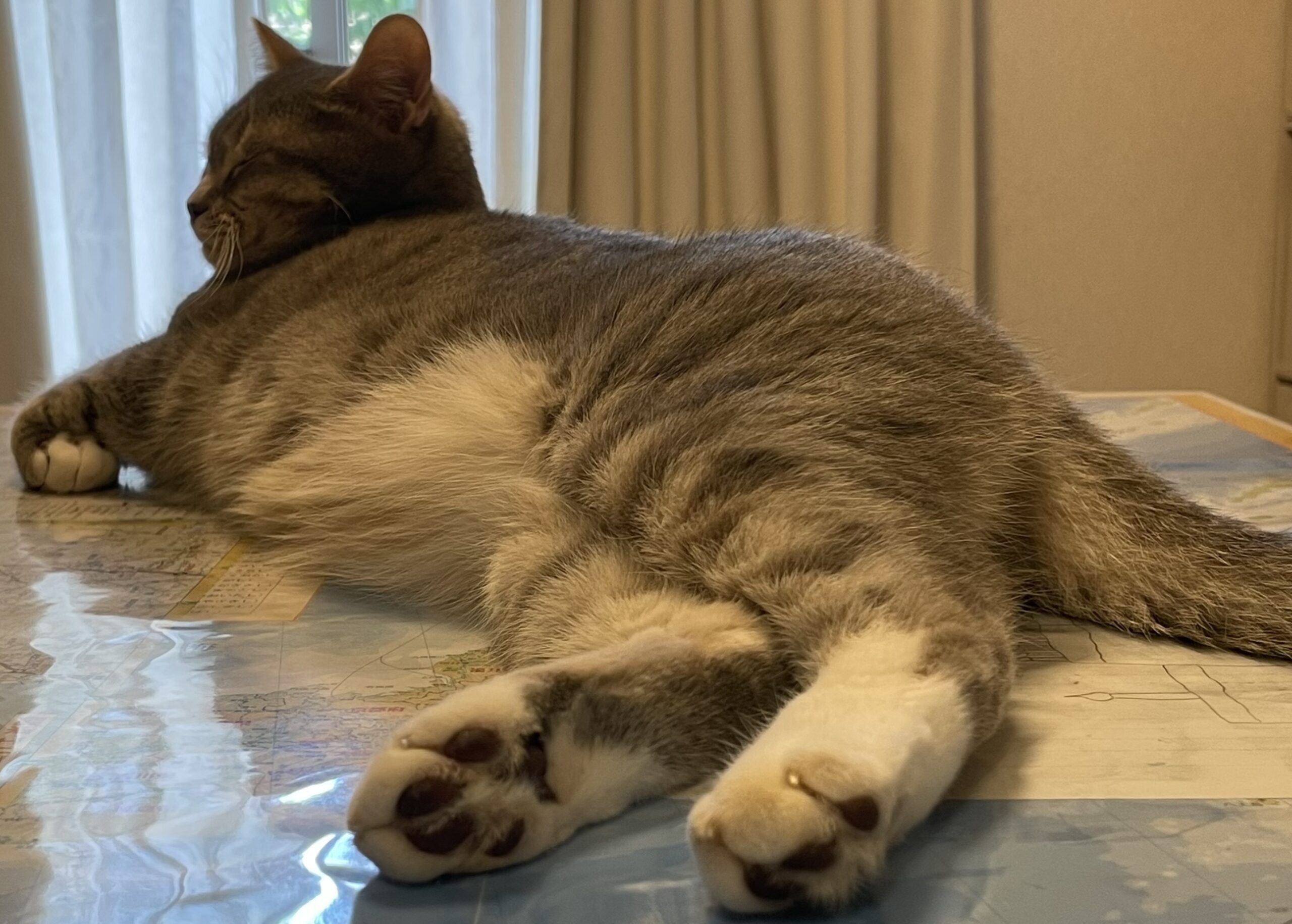 くつろいでいる猫