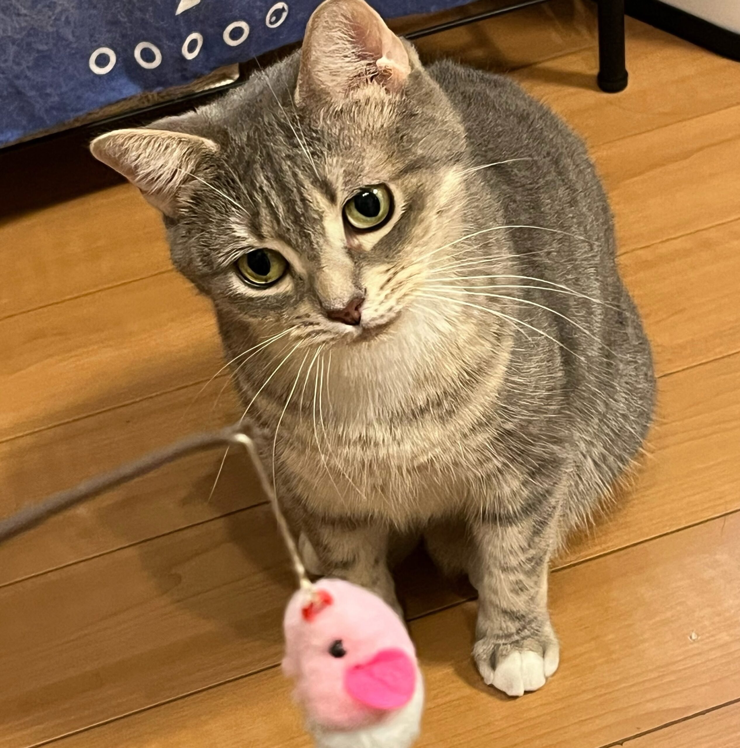 おもちゃで遊ぶレオ
