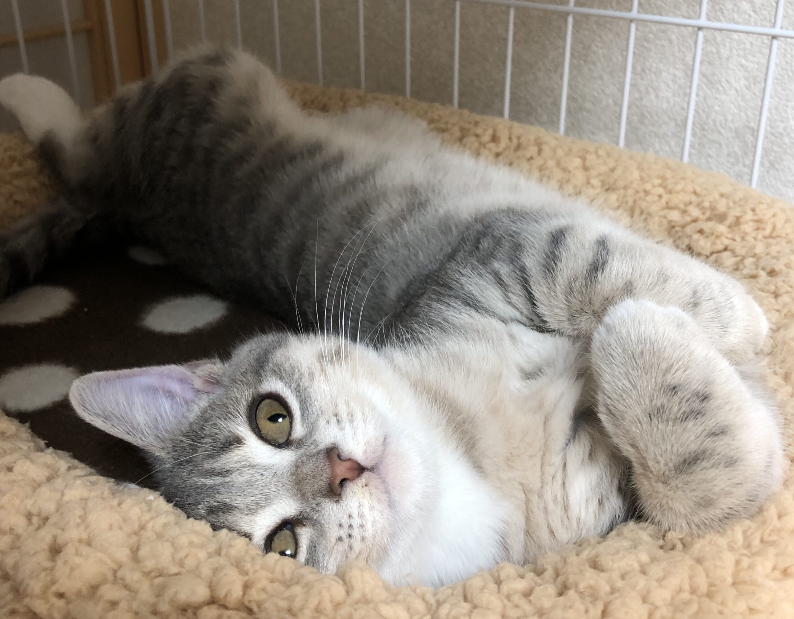 迎えた頃の子猫