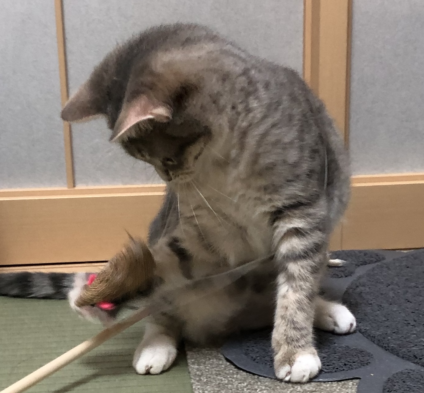 遊んでる子猫
