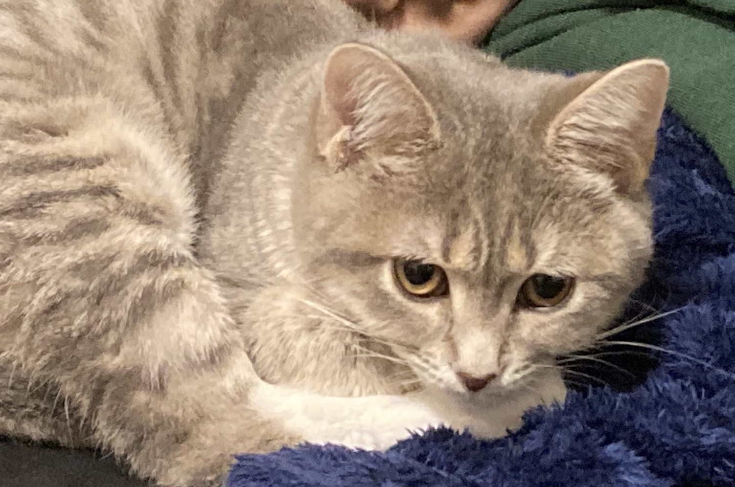 ソファーで座る猫