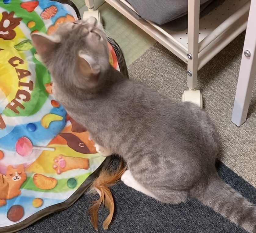 おもちゃと子猫