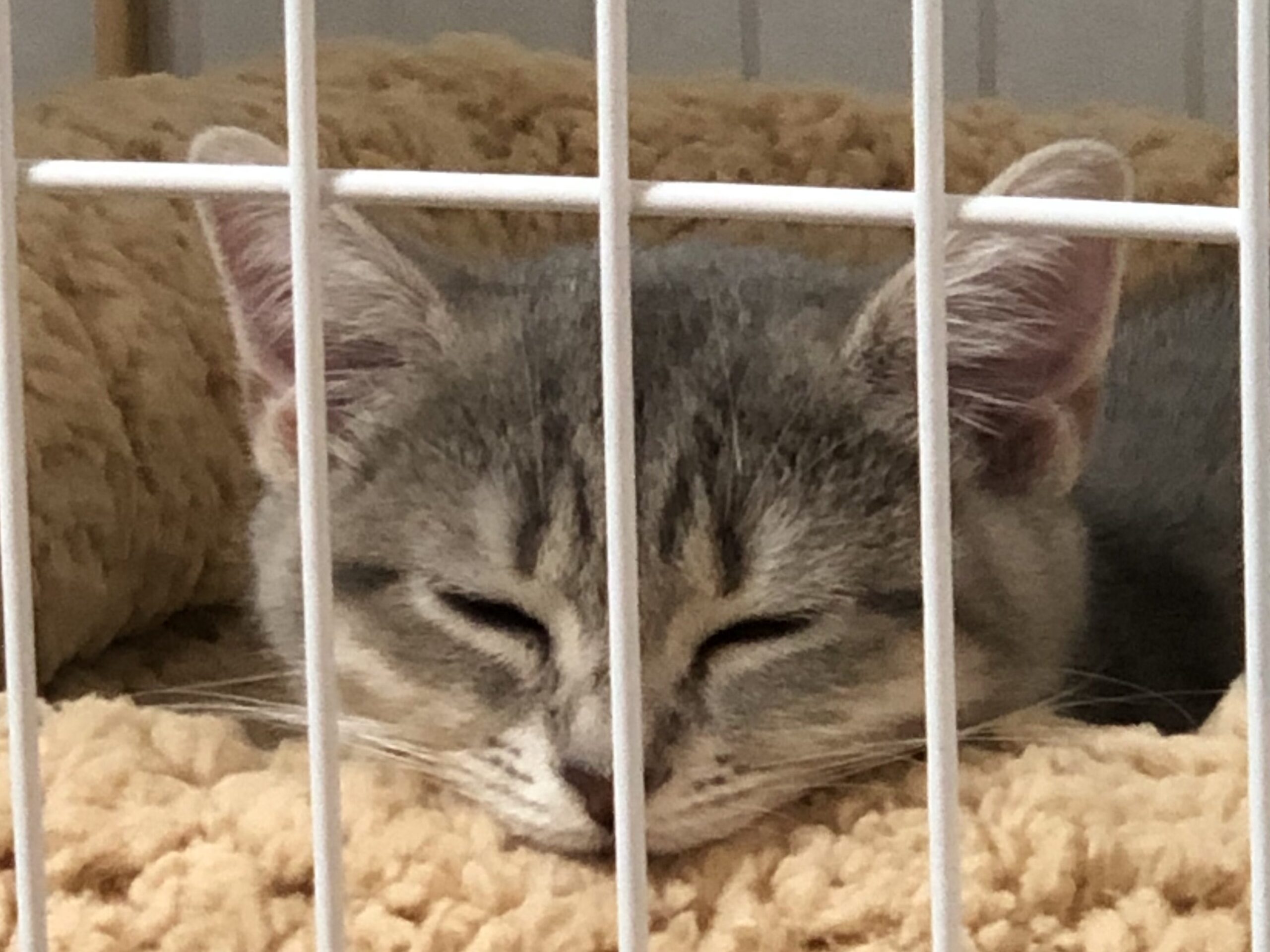 ゲージの中で眠っている子猫