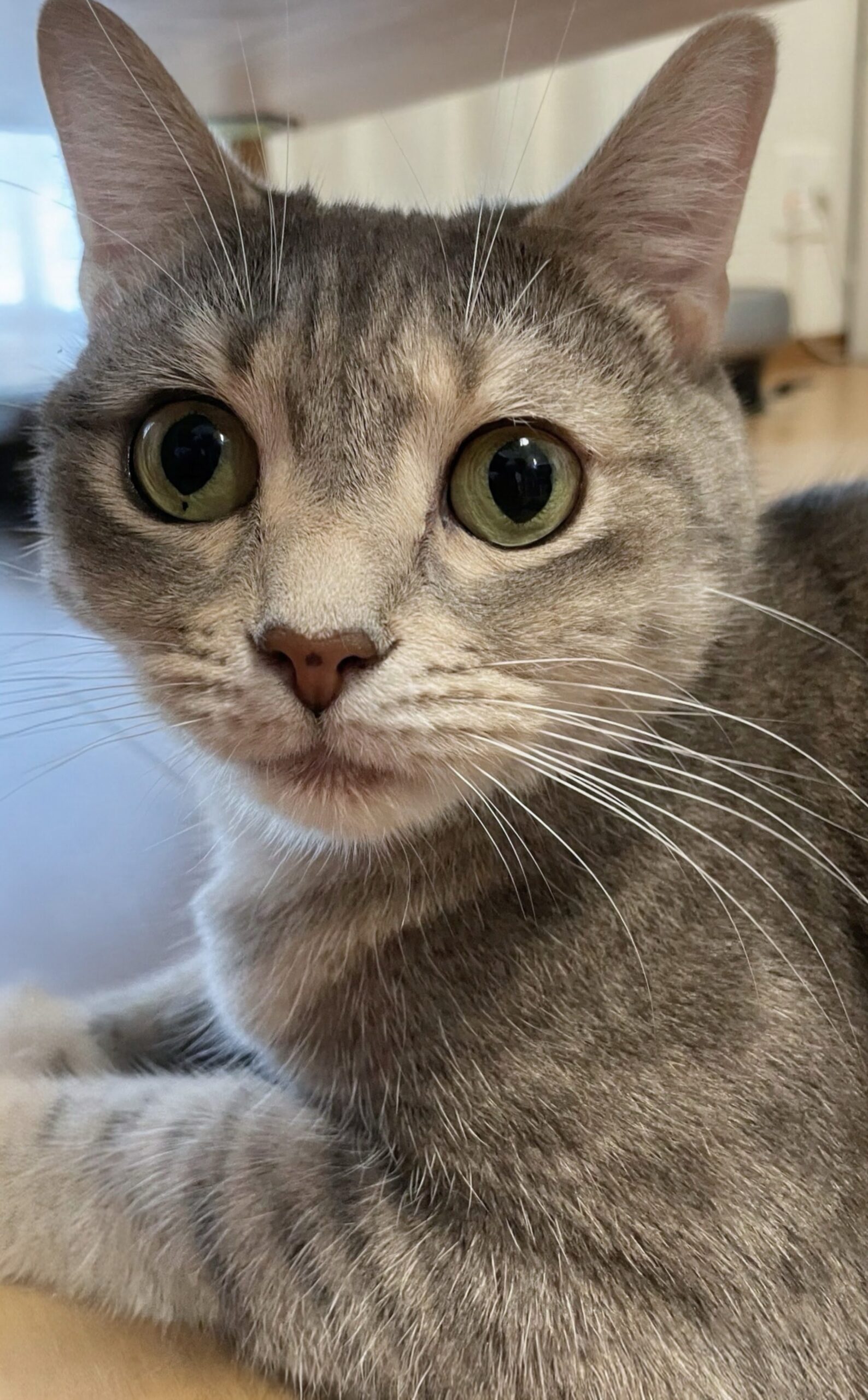 甘えん坊レオくん