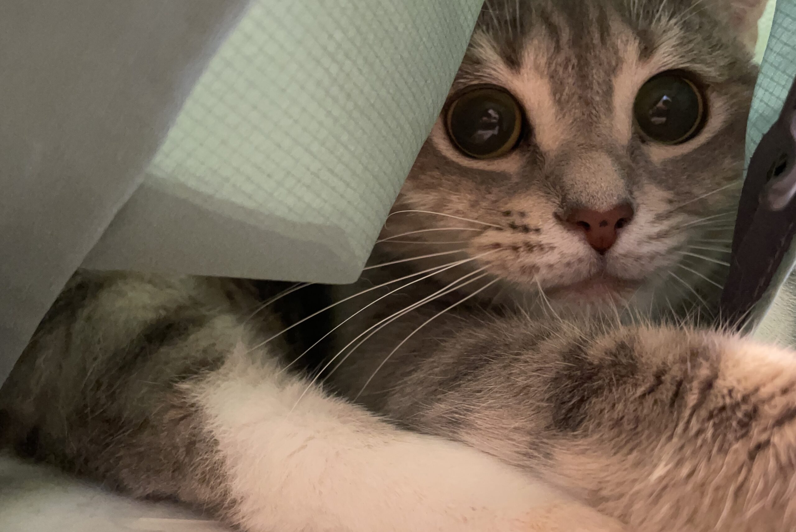 いつもそばにレオくん