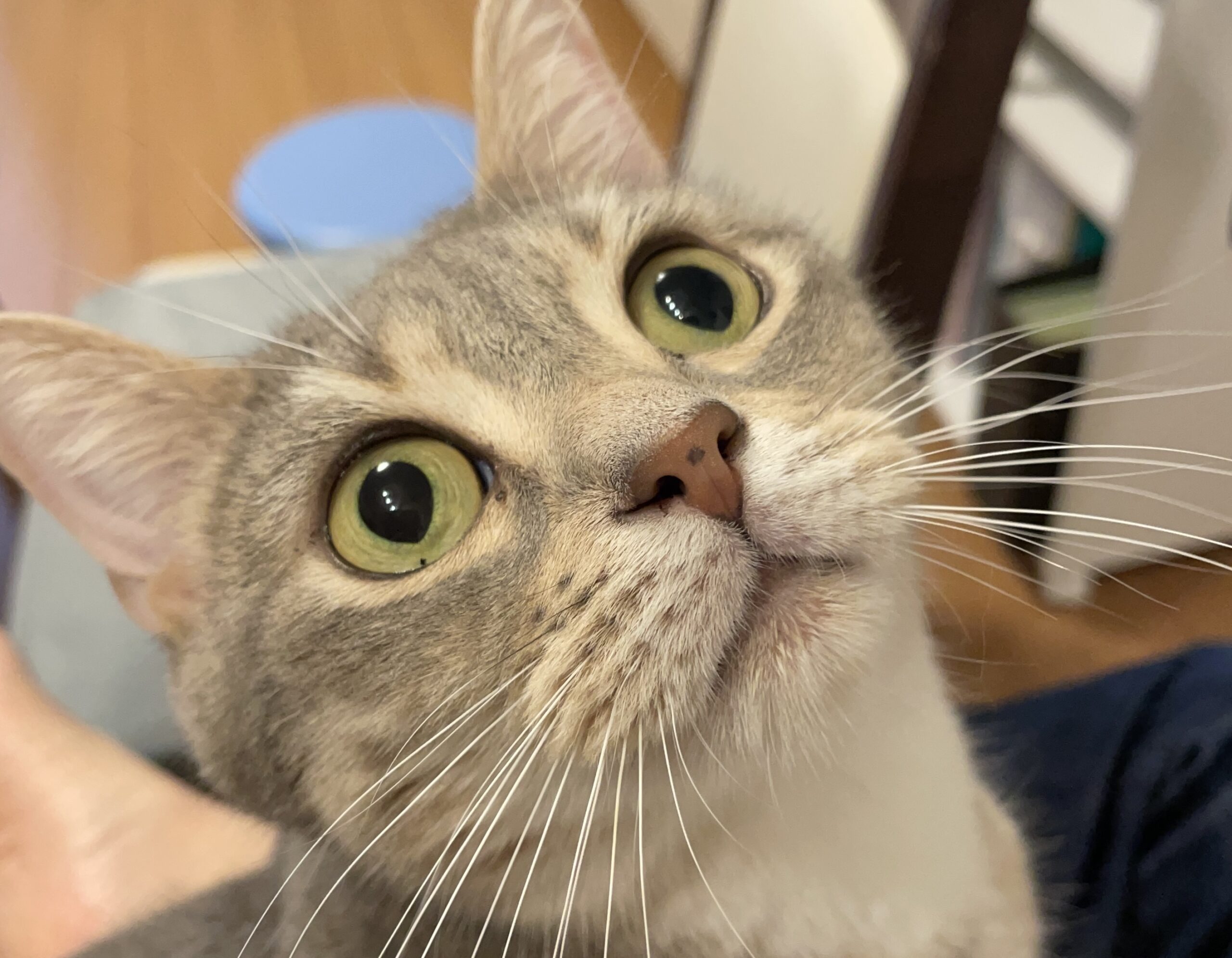 みんなのレオくん
