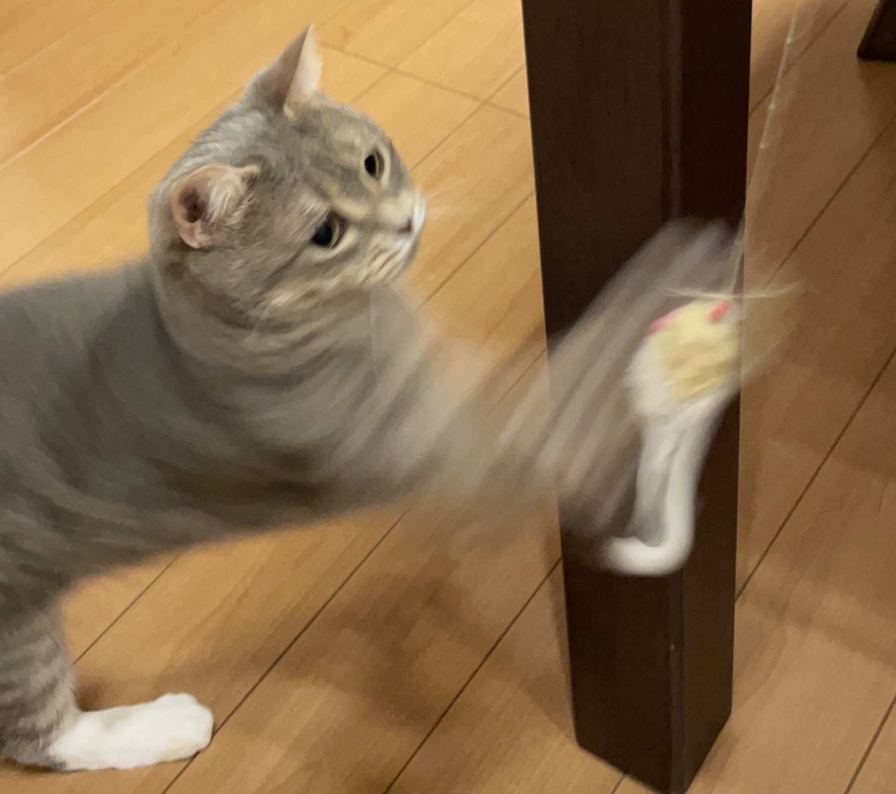 ネズミと遊ぶレオくん1