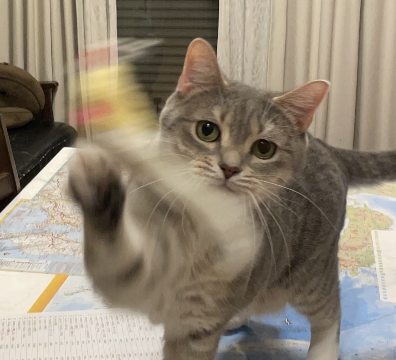 ネズミと遊ぶレオくん2