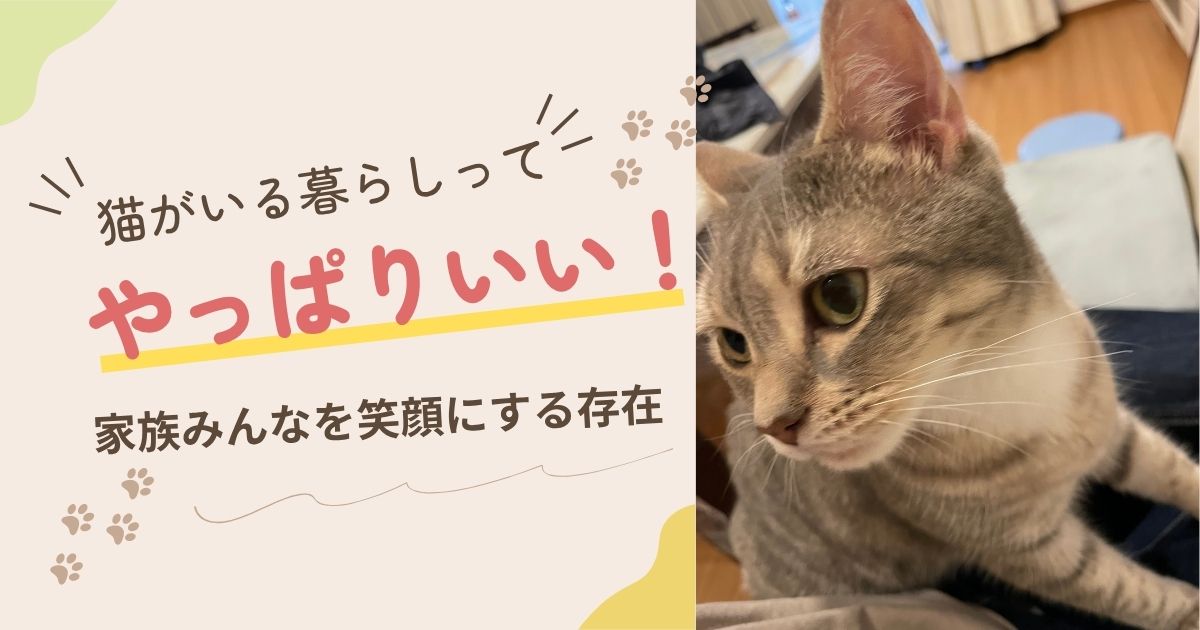 猫との暮らしはいい