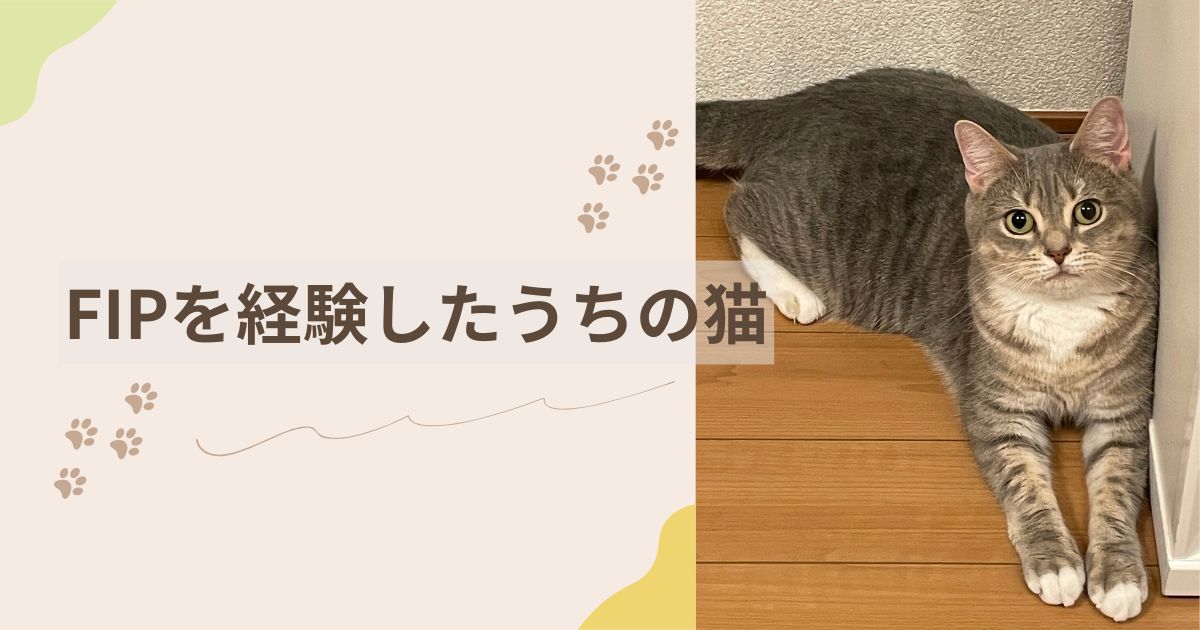 FIPを経験したうちの猫〜アイキャッチ