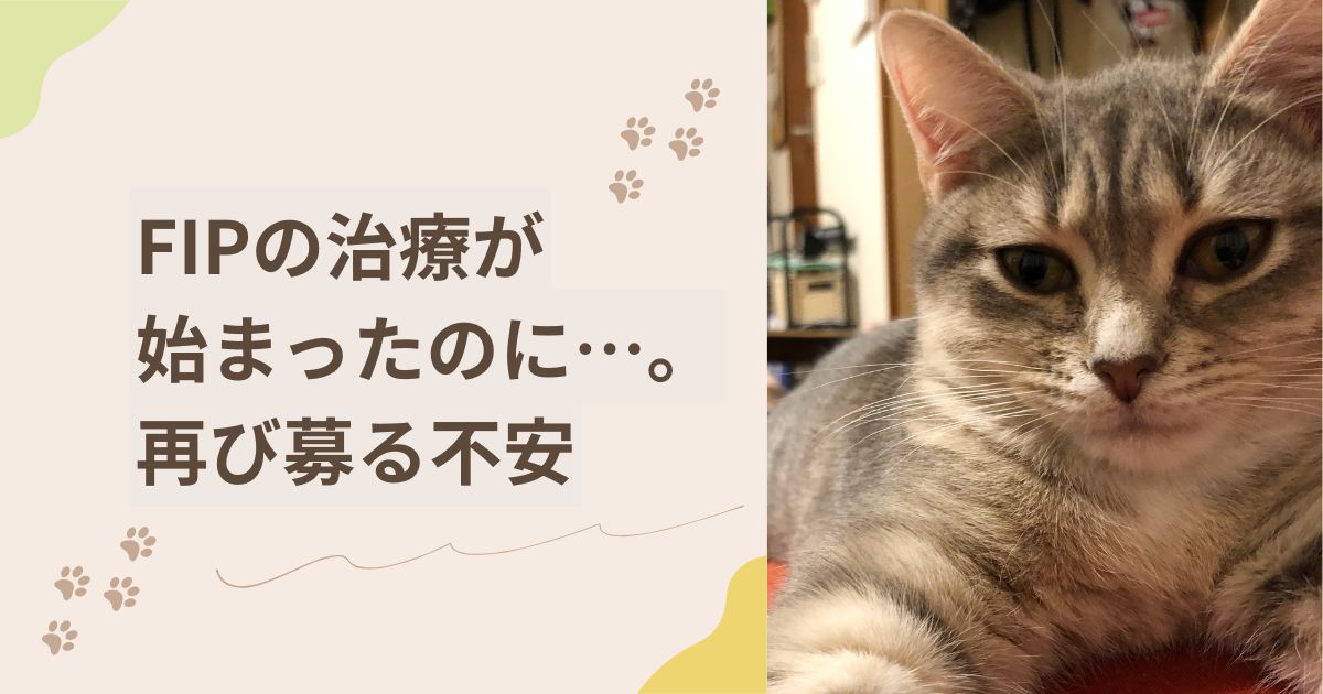 FIPの治療がはじまったのに…