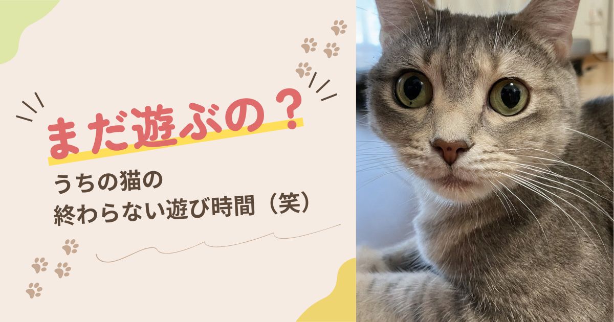 猫の終わらない遊び〜アイキャッチ